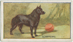 Schipperke.