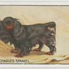 King Charles Spaniel.