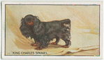 King Charles Spaniel.