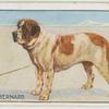 St. Bernard.