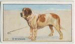 St. Bernard.