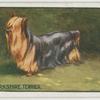 Yorkshire Terrier.