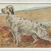 English Setter.