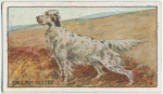 English Setter.