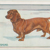 Dachshund.