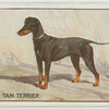 Black and Tan Terrier.