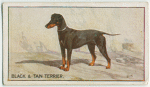 Black and Tan Terrier.