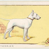 The Bull Terrier.
