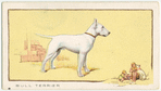 The Bull Terrier.