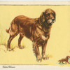 The Golden Retriever.