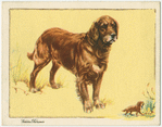 The Golden Retriever.