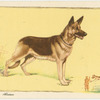 The Alsatian.