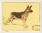 The Alsatian.