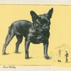 The French Bulldog.