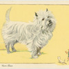The Cairn Terrier.