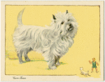 The Cairn Terrier.