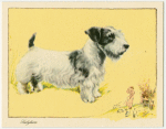 The Sealyham Terrier.