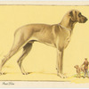 The Great Dane.