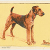The Airedale Terrier.