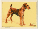 The Airedale Terrier.