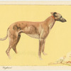 The Greyhound.