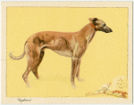 The Greyhound.