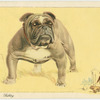 The Bulldog.
