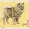 The Chow-Chow.