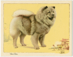 The Chow-Chow.