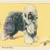 The Old English Sheepdog.