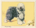 The Old English Sheepdog.