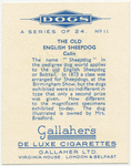 The Old English Sheepdog.