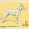 The Bull Terrier.