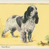 The Cocker Spaniel.