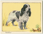 The Cocker Spaniel.