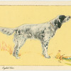 The English Setter.