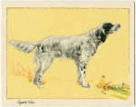 The English Setter.