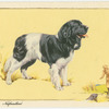 The Newfoundland.