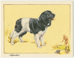 The Newfoundland.