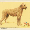 The Irish Wolfhound.