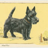 The Abderdeen (Scottish) Terrier.