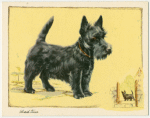 The Abderdeen (Scottish) Terrier.