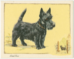 The Abderdeen (Scottish) Terrier.