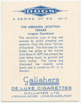 The Abderdeen (Scottish) Terrier.
