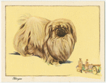 The Pekingese.