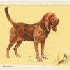 The Bloodhound.