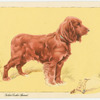 The Golden Spaniel.