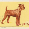 The Irish Terrier.