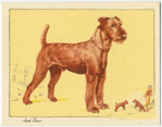 The Irish Terrier.