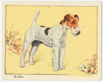 The Fox Terrier (Wire).